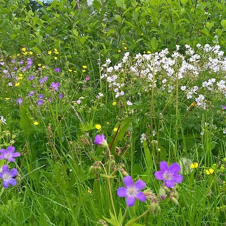 Maatilamatkailu Jaenisvaara * Koli (Lieksa)