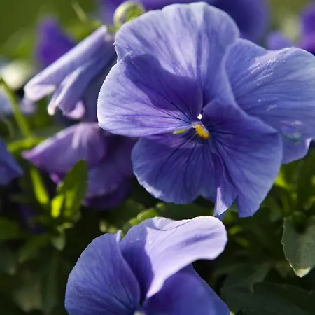 Maatilamatkailu Jaenisvaara * Kolinkylä