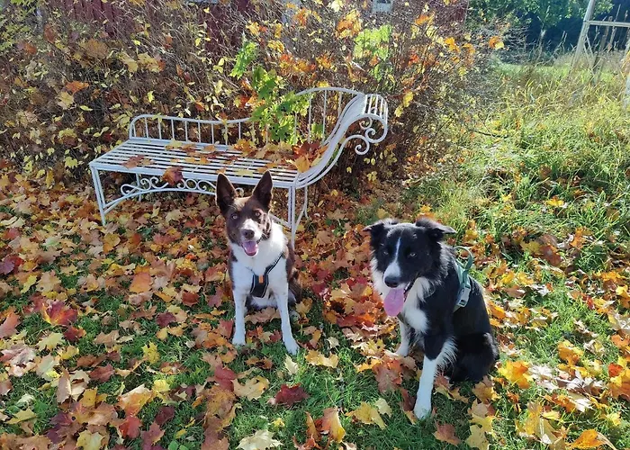 木屋 兔子出没农家乐