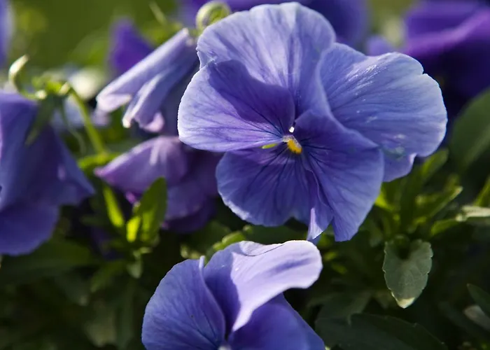 兔子出没农家乐 * Kolinkylä